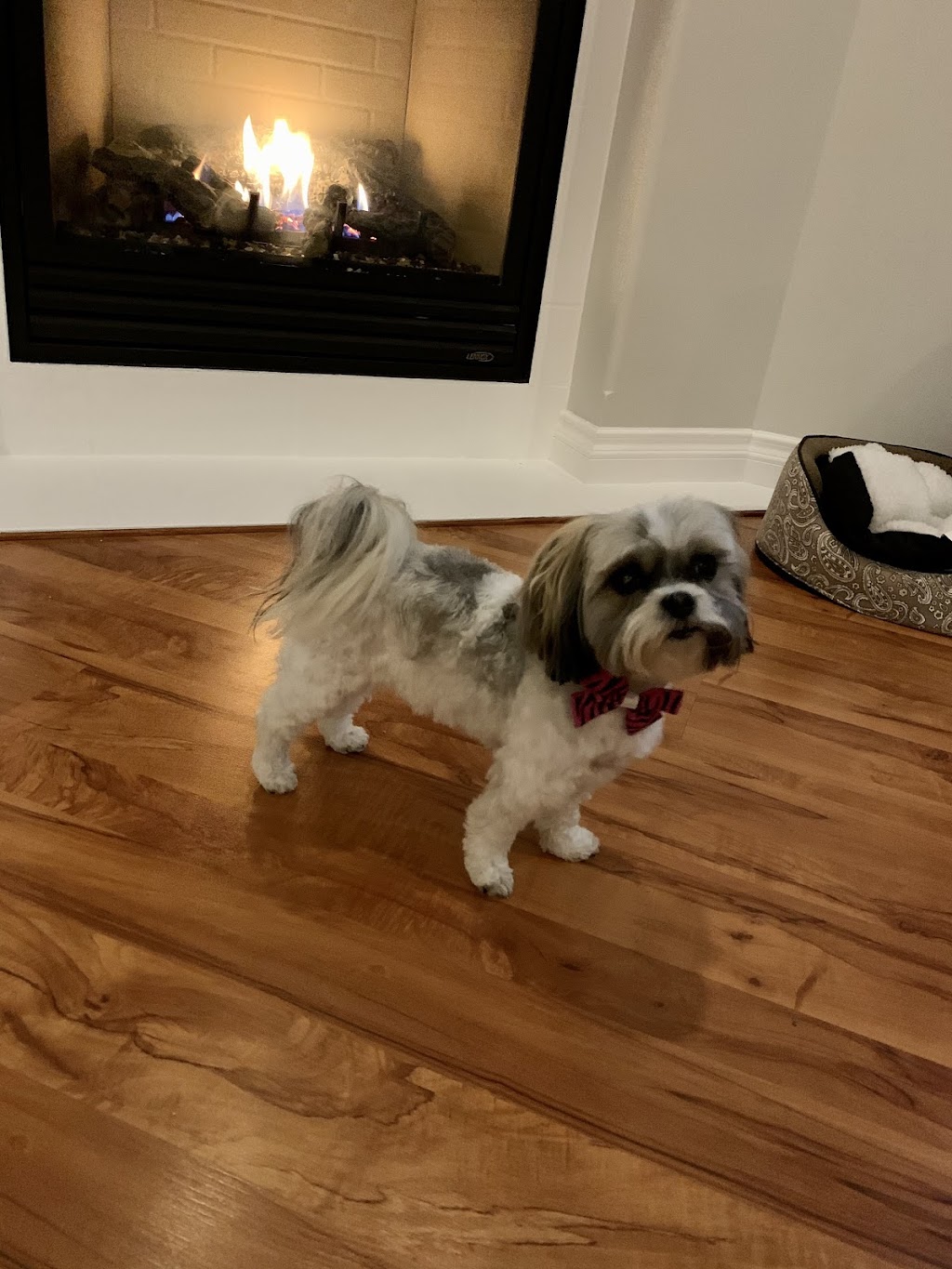 Nikkis Dog Grooming | 1112 2 Ave, Ladysmith, BC V9G 1J5, Canada | Phone: (250) 668-0656