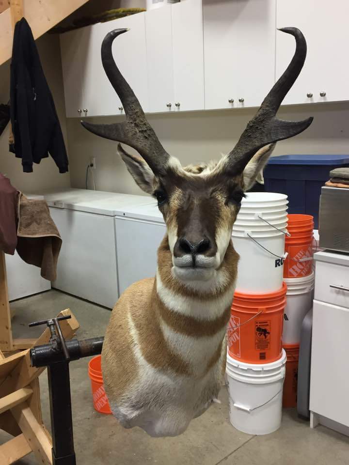 Sugar Creek Taxidermy Studio Ltd | 17 Queensgate Cres #120, Red Deer, AB T4P 0R2, Canada | Phone: (403) 346-5617