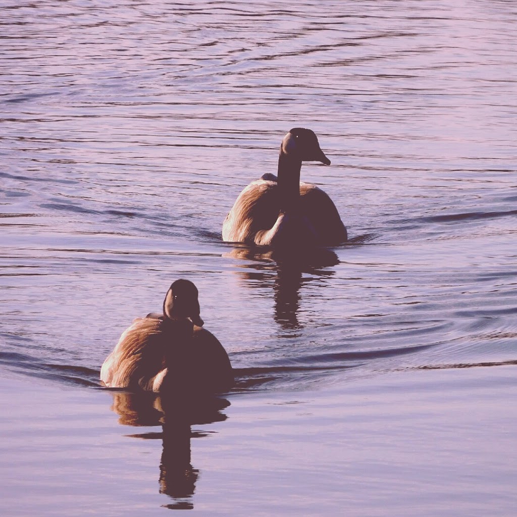 Potter Greens Pond | 1304 Potter Greens Dr NW, Edmonton, AB T5T 6A3, Canada