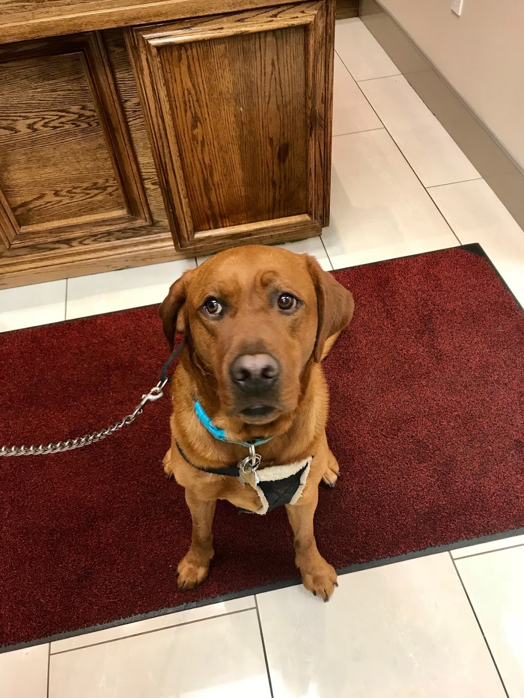 Eglinton Mavis Veterinary Hospital Mississauga | 5025 Heatherleigh Ave #5, Mississauga, ON L5V 2Y7, Canada | Phone: (905) 501-8387