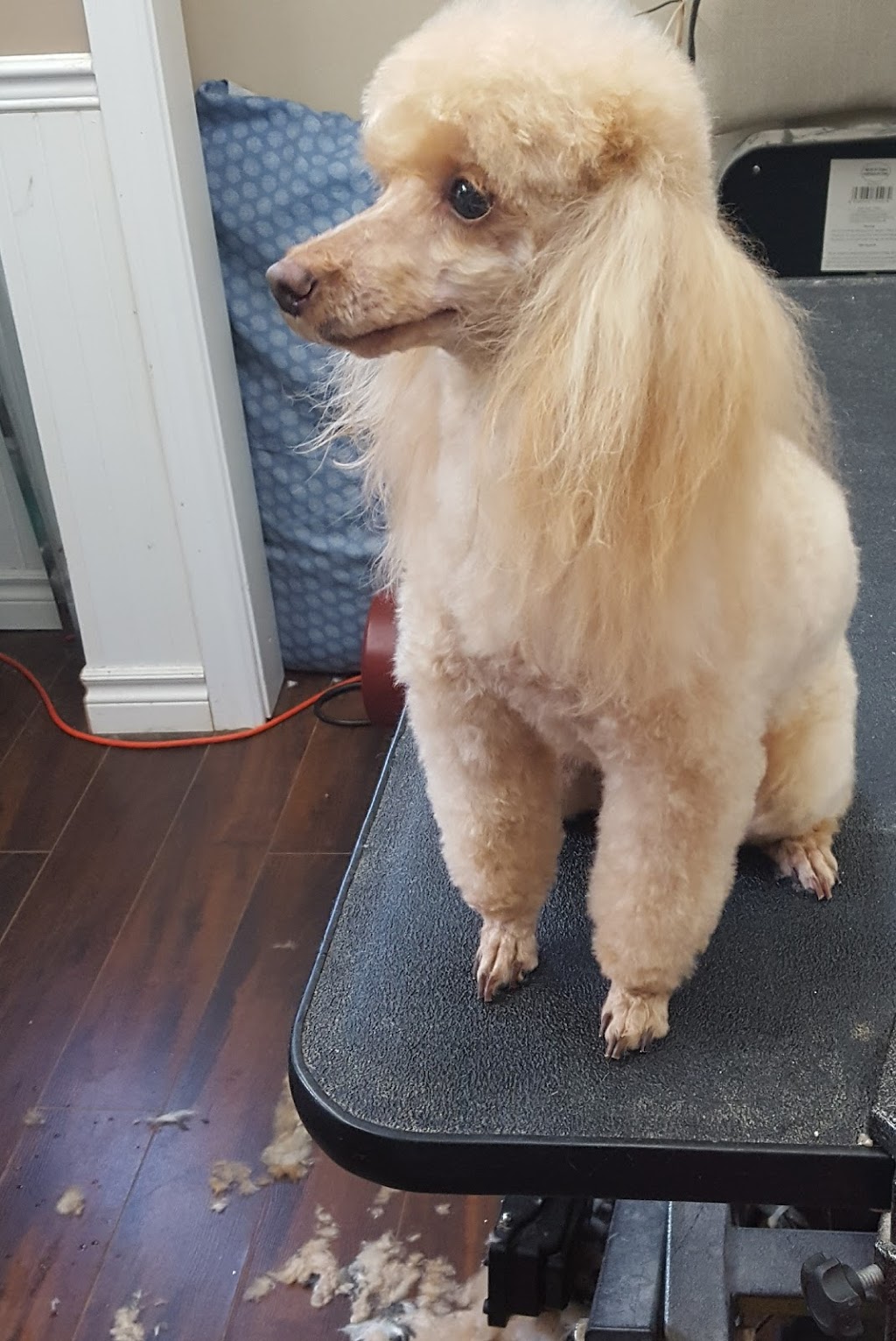 Cuddles And Clips Dog Grooming and Boarding With Doggy Daycare | 23 Hutchinson (formally)#65, Lowbanks, ON N0A 1K0, Canada | Phone: (289) 209-8323
