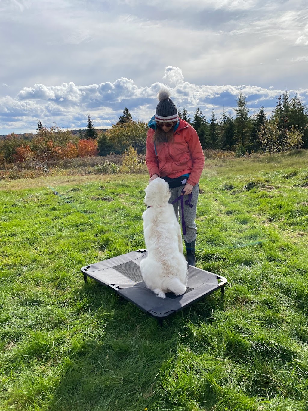 Balanced Doghouse | 229 Cheese Factory Rd, Goshen, NS B0H 1M0, Canada | Phone: (902) 870-4371