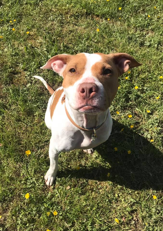 Spa Hôtel Le Canin | 5827 Chem. Beaudette, Sherbrooke, QC J1N 3B8, Canada | Phone: (819) 679-2999