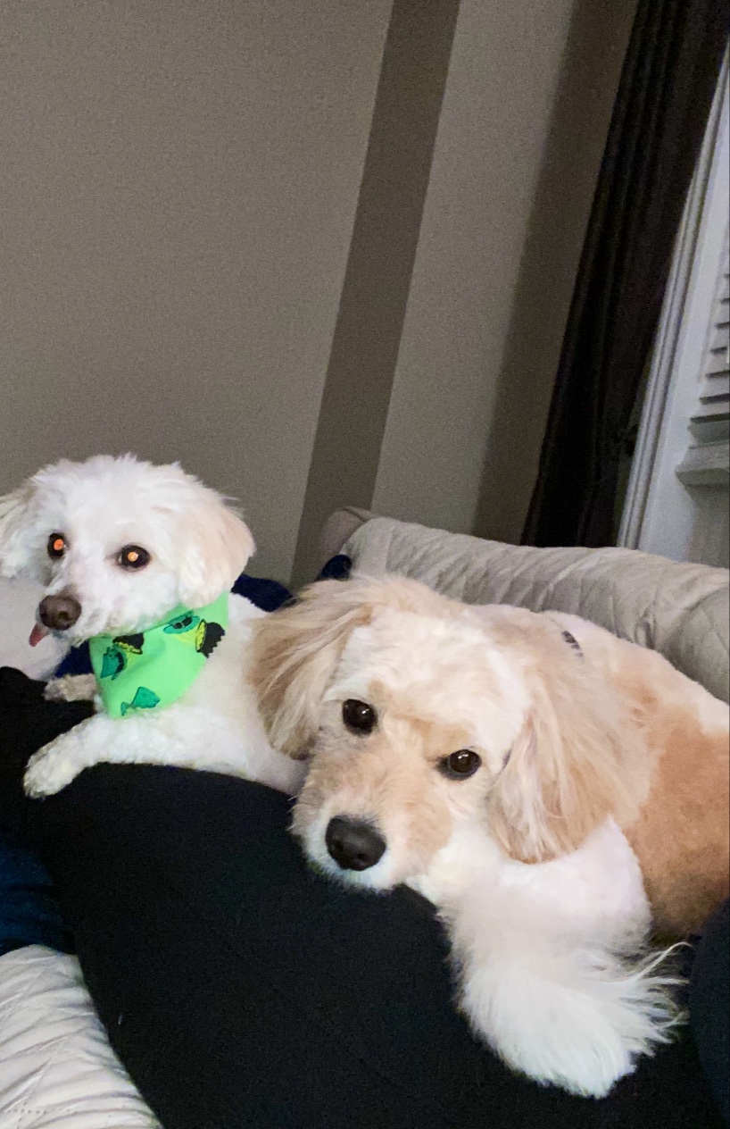 Gone With The Dogs | 2 Glenabbey Dr, Oshawa, Courtice, ON L1E 1C1, Canada | Phone: (905) 404-8746