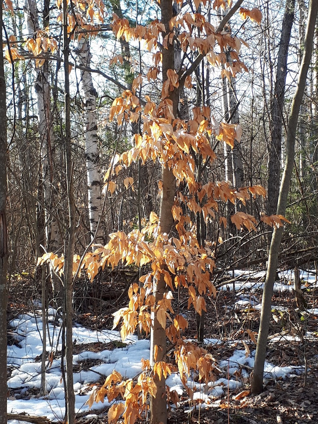 Long Sault Conservation Area | Long Sault Conservation Area, 9293 Woodley Rd, Bowmanville, ON L1C 3K6, Canada | Phone: (905) 579-0411