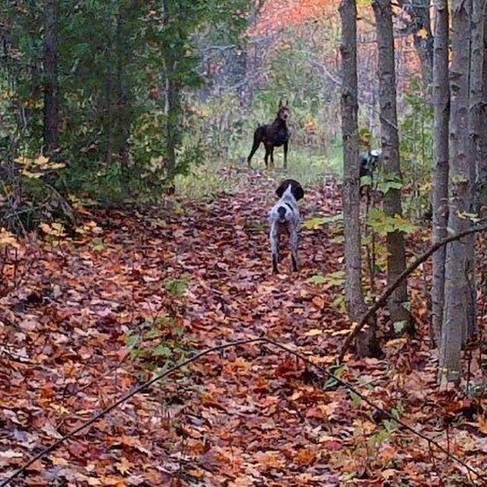 Gatehouse Kennel Bed & Biscuit | 397531 10 Concession, Owen Sound, ON N4K 5N8, Canada | Phone: (519) 374-5205