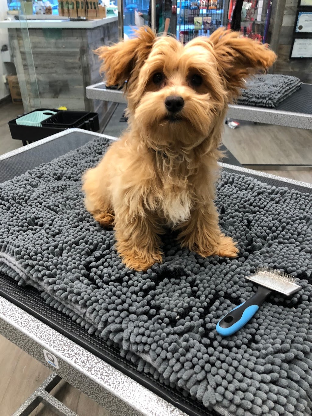 Hound & Purr Pet Grooming Spa | 1181 The Queensway #3, Etobicoke, ON M8Z 0C5, Canada | Phone: (416) 253-9494