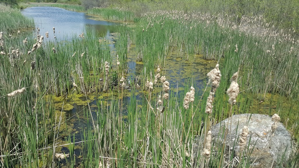 McLaughlin Bay Wildlife Reserve | 1908 Colonel Sam Dr, Oshawa, ON L1H 8W8, Canada | Phone: (905) 644-1689