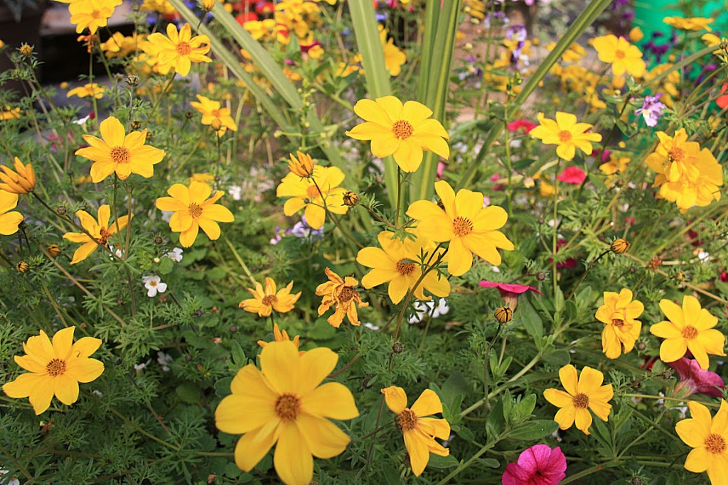 U & K Greenhouses Ltd | 5 Miles North of Indian Head on Highway 56 Call for Hours of Operation, Indian Head, SK S0G 2K0, Canada | Phone: (306) 695-2056