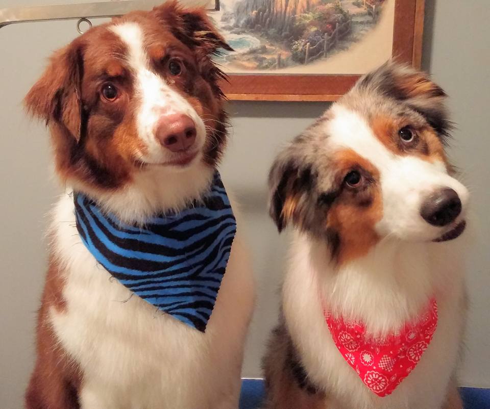 Stephs Dog Grooming | 67 Woodstock St S, Tavistock, ON N0B 2R0, Canada | Phone: (226) 749-0879