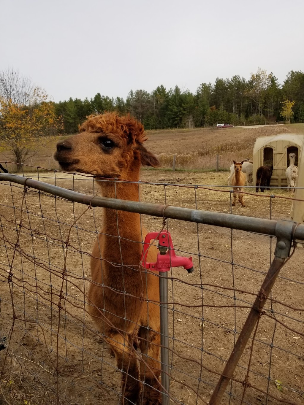 Harmony Meadows Alpaca | 6185 Sixth Line, Belwood, ON N0B 1J0, Canada | Phone: (519) 827-0939