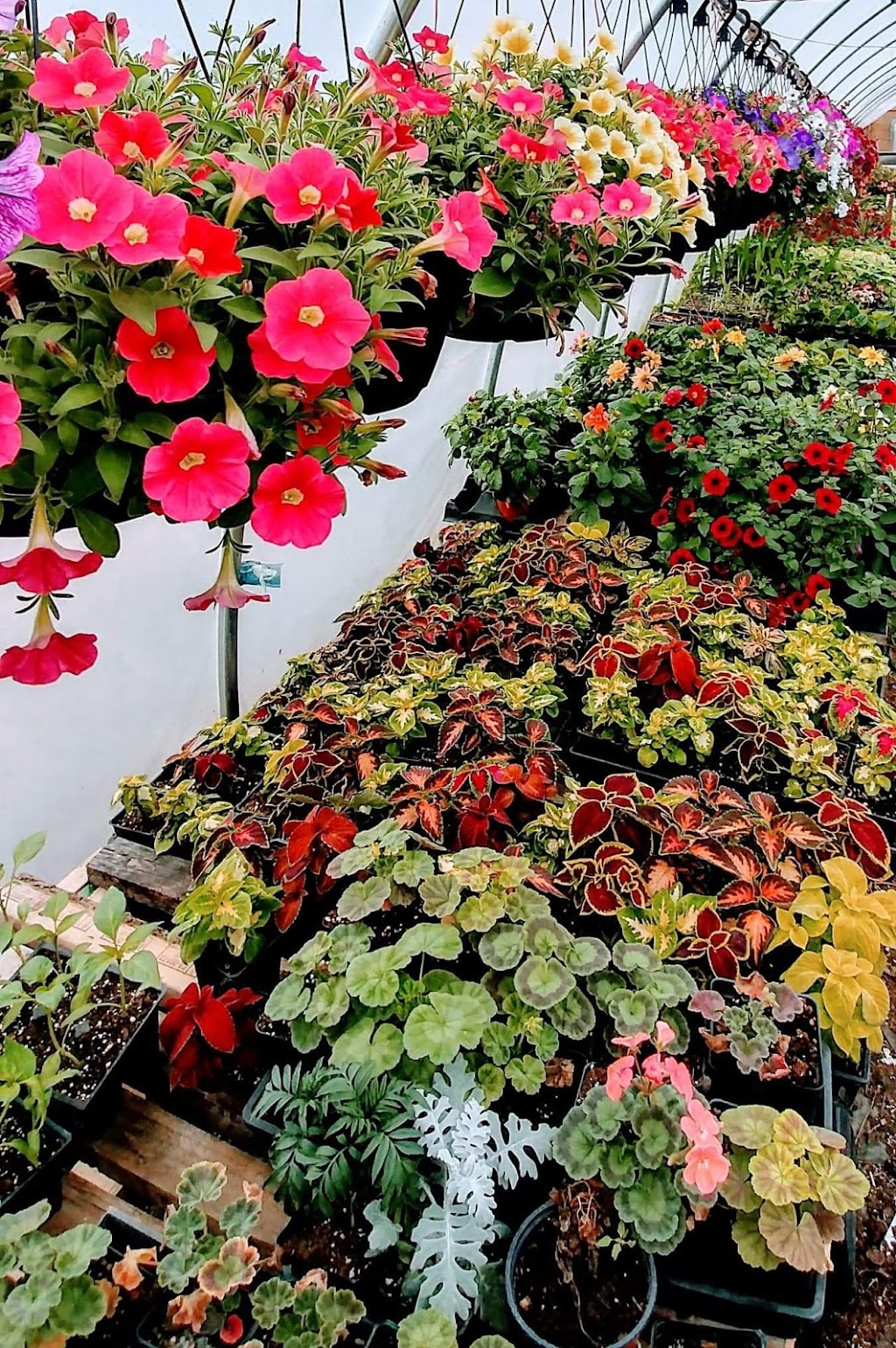 Oakbank Garden Market | 26016 Springfield Rd, Oakbank, MB R5N 0A8, Canada | Phone: (204) 444-4780