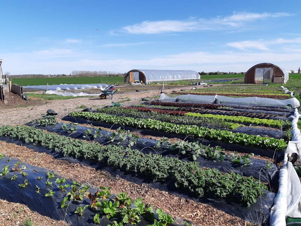 Taproots Green Gardens | 1963 Michigan Line, Sarnia, ON N7T 7H4, Canada | Phone: (519) 980-5120