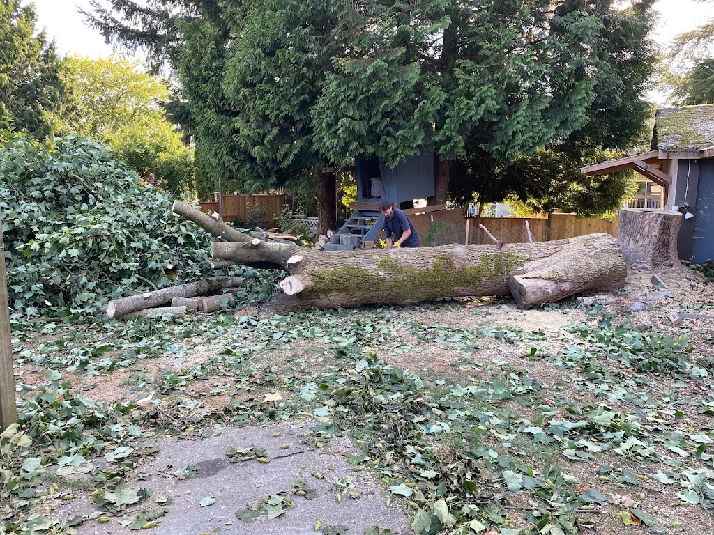 Mountain View Tree Service Inc. | 21092 Stonehouse Ave, Maple Ridge, BC V2X 8L9, Canada | Phone: (604) 615-6855