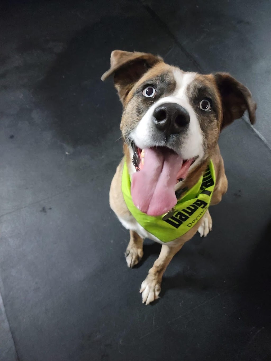 The Dawg Father Daycare and Boarding | 64136 Highway 543 East, High River, AB T0L 0A0, Canada | Phone: (403) 652-9729