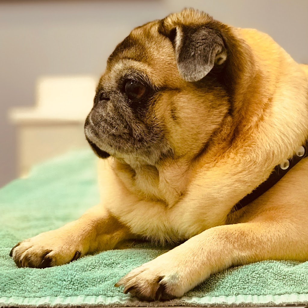 Forest Hill Animal Clinic | 1049 Eglinton Ave W, York, ON M6C 2C9, Canada | Phone: (416) 782-1031