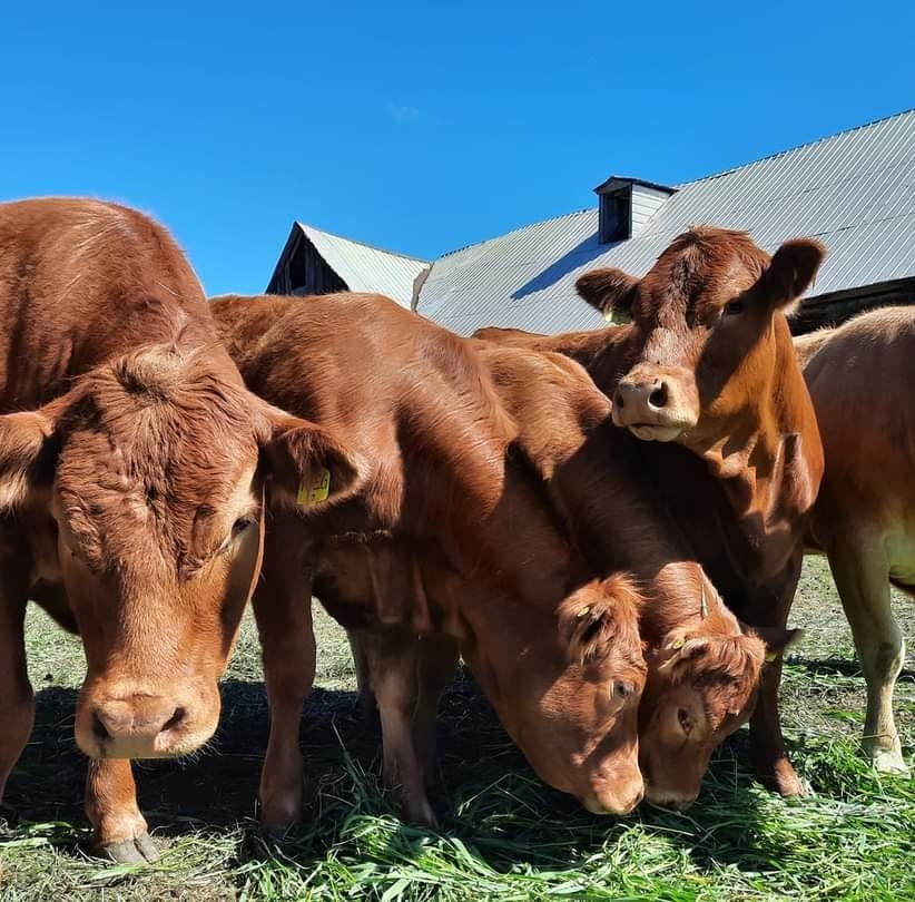 Dutch Farm Meats | 3669 March Rd, Carp, ON K0A 1L0, Canada | Phone: (613) 293-5627