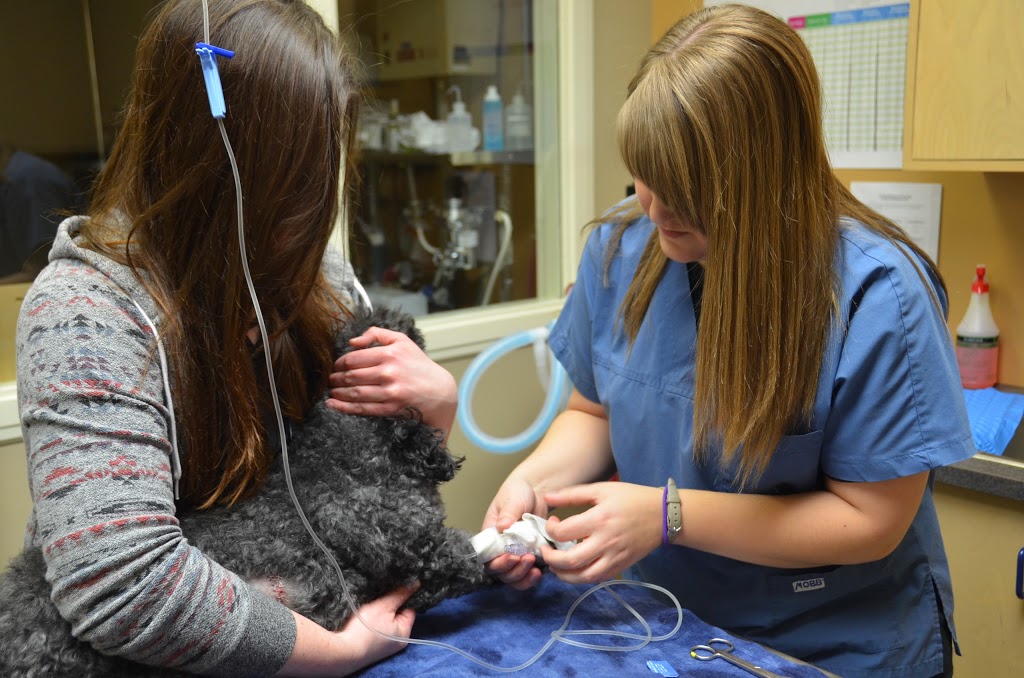 Lockerby Animal Hospital | 2178 Armstrong St, Sudbury, ON P3E 5G9, Canada | Phone: (705) 522-4555