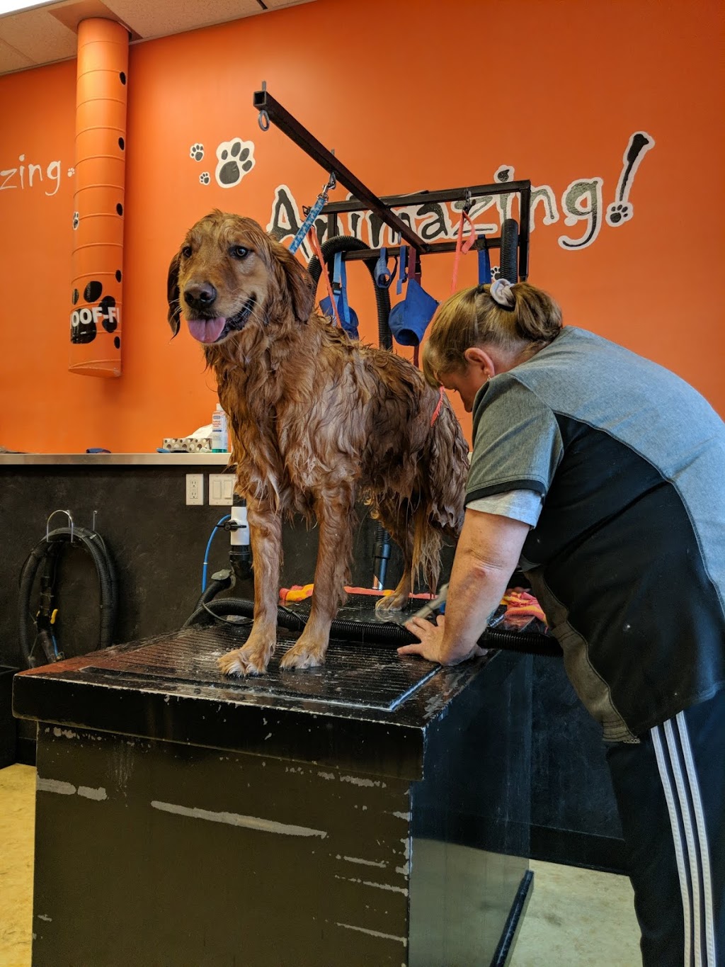 Animazing | 450 Columbia St W, Waterloo, ON N2T 2W1, Canada | Phone: (519) 954-5550