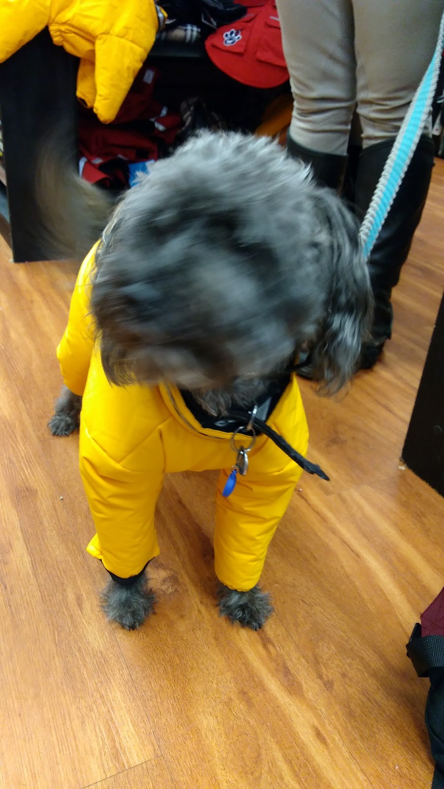 Paulmacs Pets | 144 Queen St, Lakefield, ON K0L 2H0, Canada | Phone: (705) 652-8377