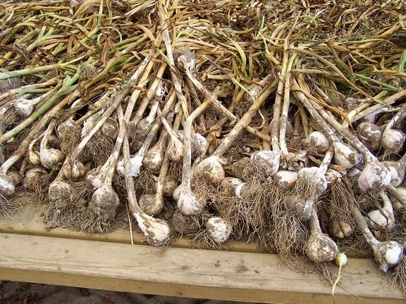 Mark Wales Farm Fresh Produce | 5484 Imperial Rd, Aylmer, ON N5H 2R2, Canada | Phone: (519) 773-7352