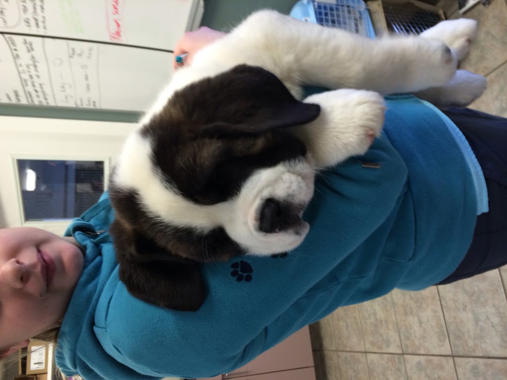 Chemainus Animal Hospital Ltd | 9830 Croft St, Chemainus, BC V0R 1K1, Canada | Phone: (250) 246-1222