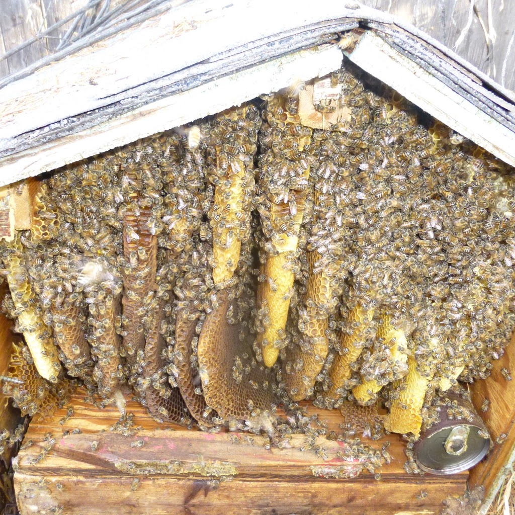 Bee Friendly Removal Service | 6037 Old Guide Rd, Bellingham, WA 98226, USA | Phone: (360) 303-6220