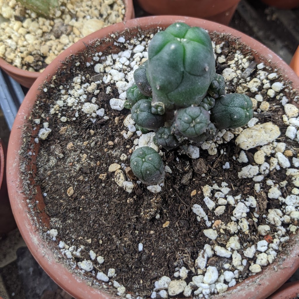 Cactus Land | 15 Owlshead Rd, Ashton, ON K0A 1B0, Canada | Phone: (613) 298-4905