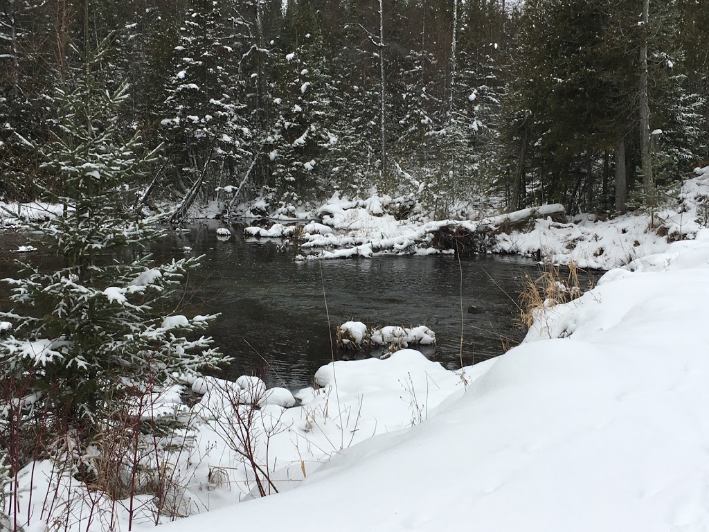 Cedar Pines RV Park | 403541, Grey County Rd 4, Priceville, ON N0C 1K0, Canada | Phone: (289) 339-0788