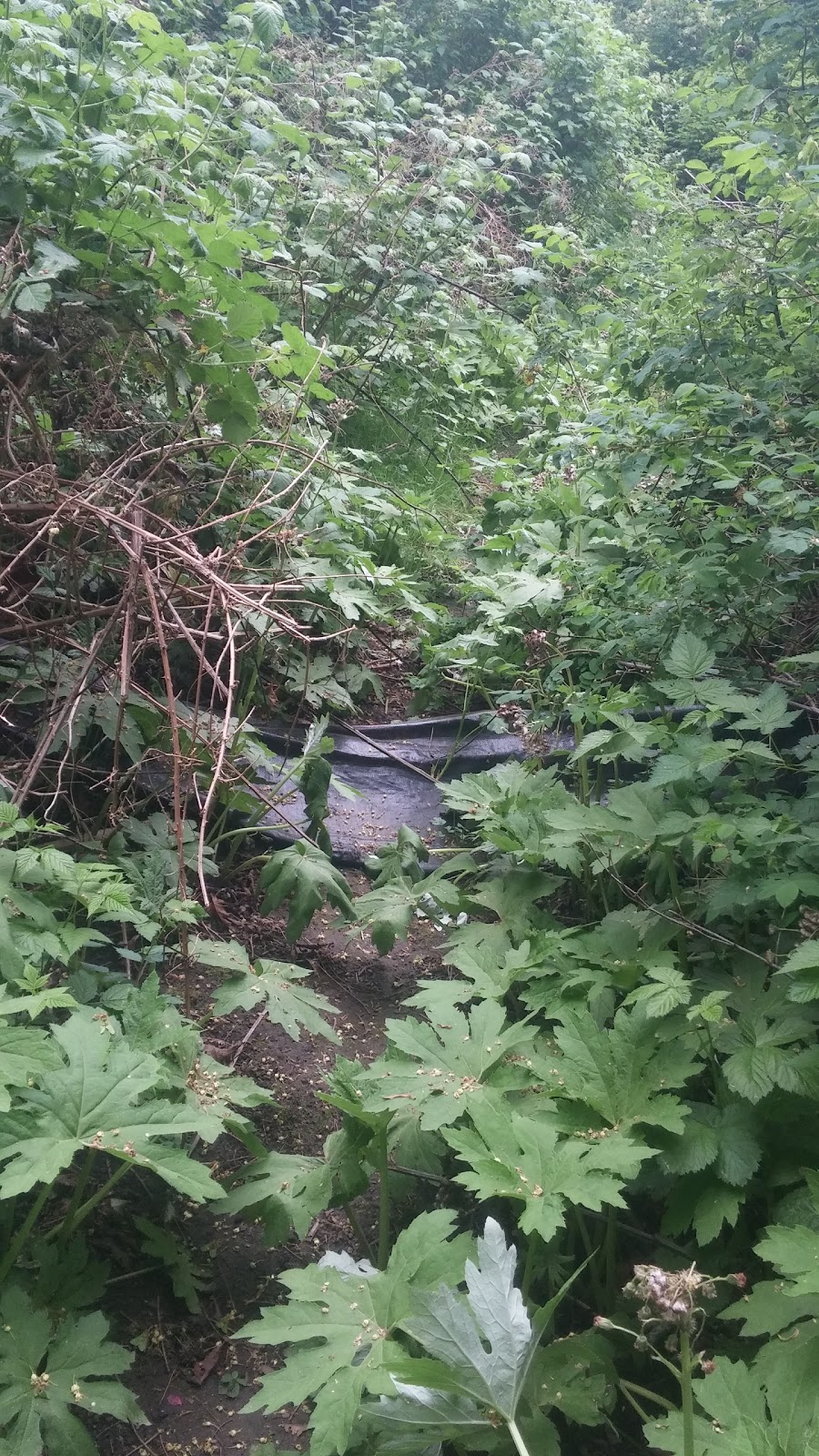 Sooke River Trail | 2351 Phillips Rd, Sooke, BC V9Z 0Y3, Canada