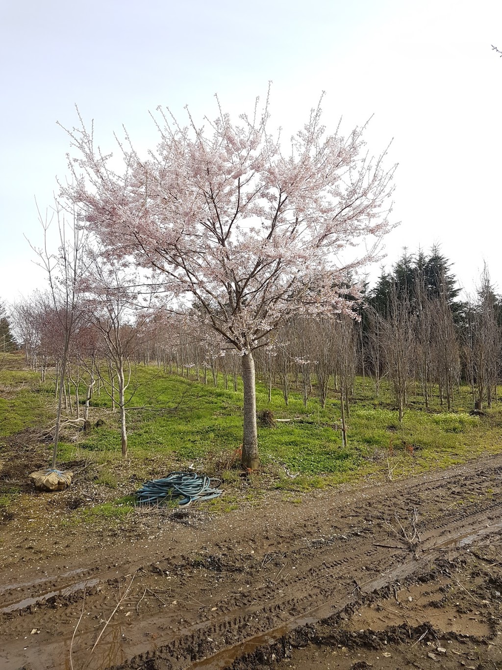 Fraserview Nursery Ltd | 28227 Fraser Hwy, Abbotsford, BC V4X 1K9, Canada | Phone: (604) 835-1965