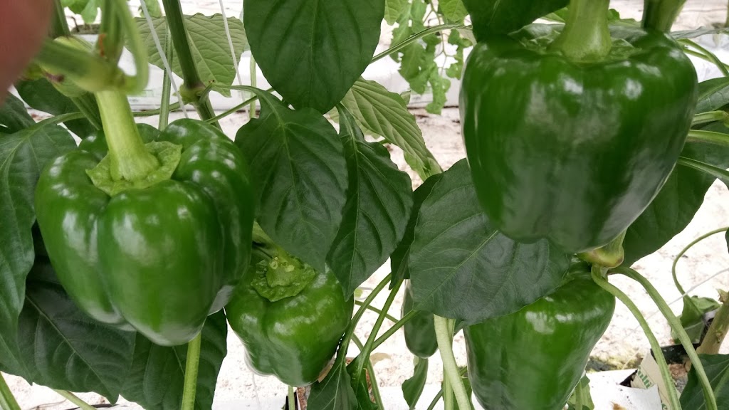 Les Jardins de Capucinne | 490 Mnt Papineau, Plaisance, QC J0V 1S0, Canada | Phone: (819) 592-6176