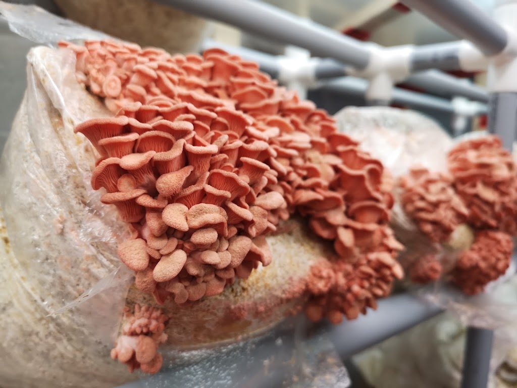 Gourmet Mushrooms Paisley | 3506 Bruce County Rd 3, Paisley, ON N0G 2N0, Canada | Phone: (519) 386-6557