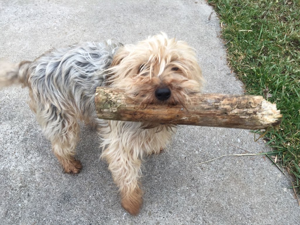 wilmot pet services | 12 Village Green Way, Baden, ON N3A 2V7, Canada | Phone: (519) 589-8595