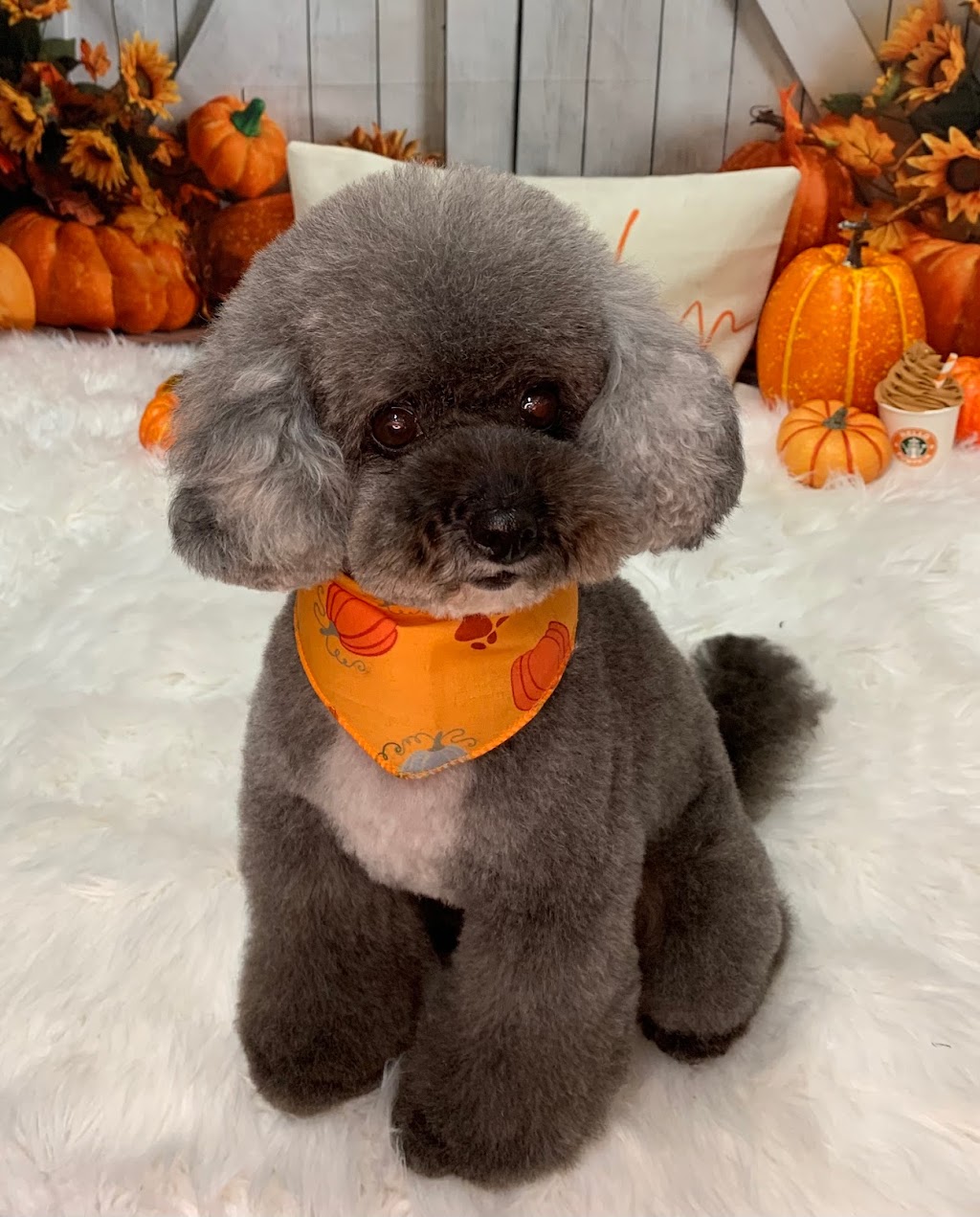 Doggie Detailing | 391 Dundas St W #1, Trenton, ON K8V 5S4, Canada | Phone: (613) 394-5757