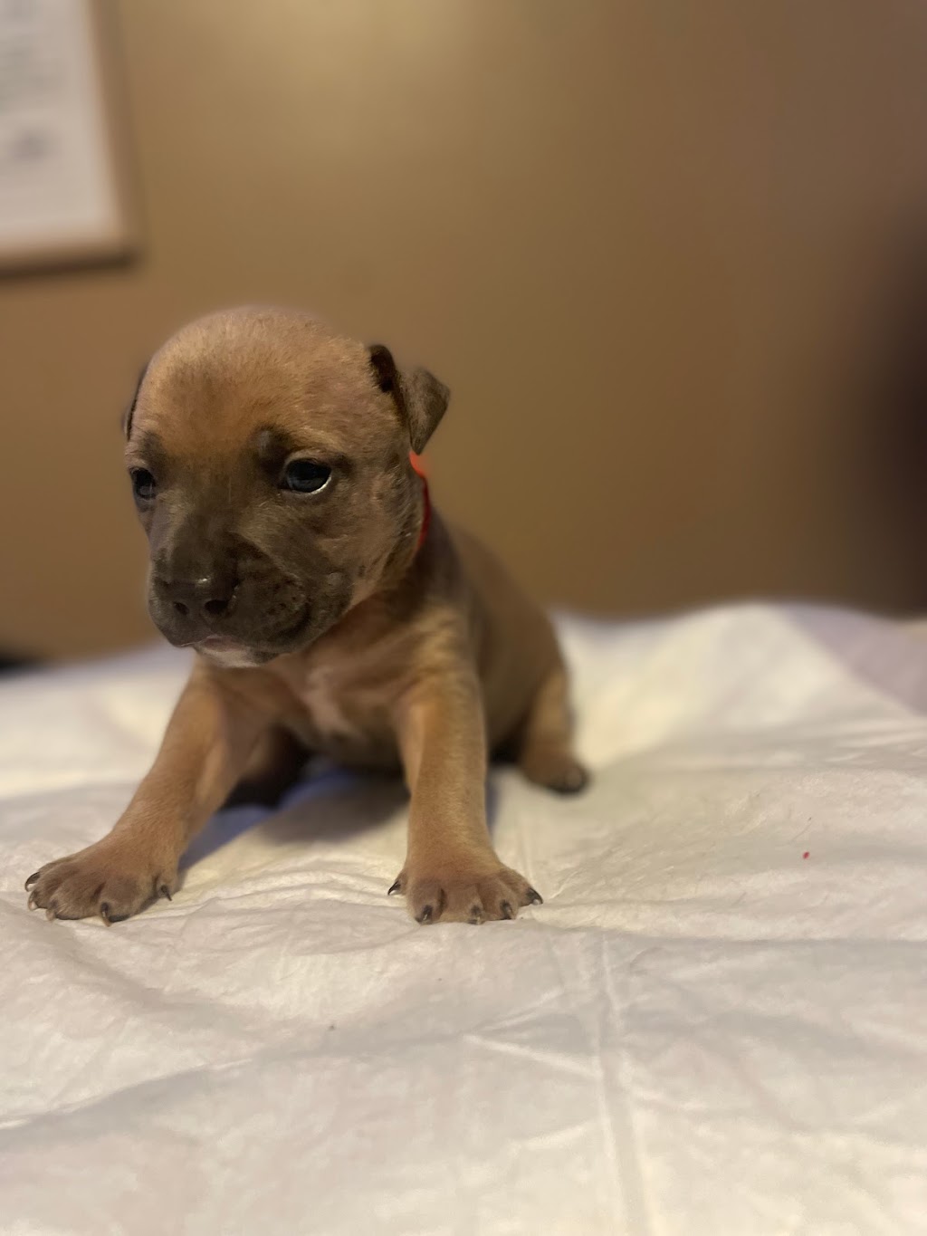 Alpha Centauri Kennels | Old Weston Rd, Toronto, ON M6N 3B3, Canada | Phone: (647) 989-4354