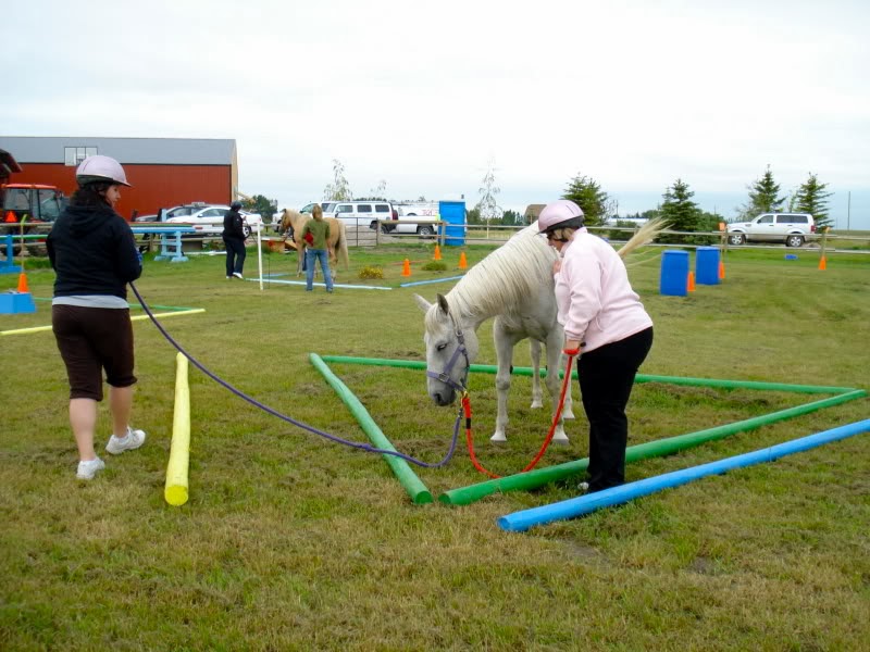 Equine Connection - The Academy of Equine Assisted Learning | 264039a Township Rd 224, Carseland, AB T0J 0M0, Canada | Phone: (403) 560-1153