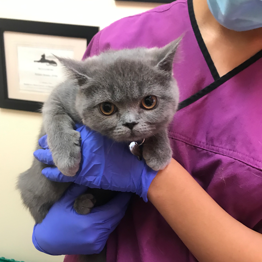 Downtown Toronto Cat Clinic | 739 Bloor St W, Toronto, ON M6G 1L6, Canada | Phone: (416) 479-0142
