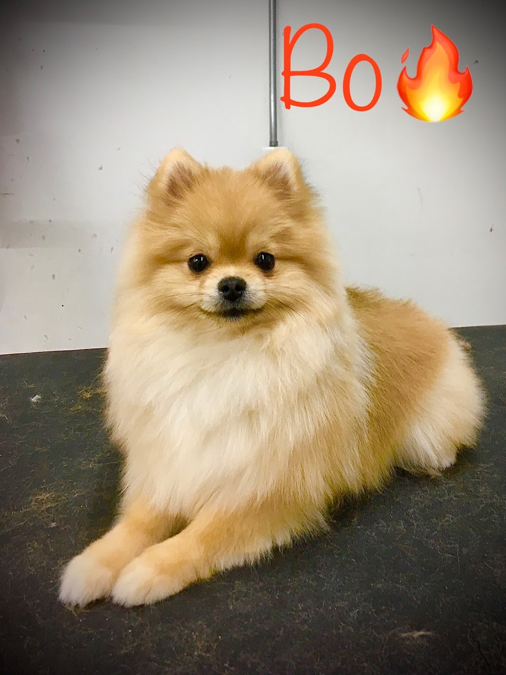 Centre de formation toilettage aux petits soins | 185 Bd Antonio-Barrette, Notre-Dame-des-Prairies, QC J6E 1E6, Canada | Phone: (450) 758-1855