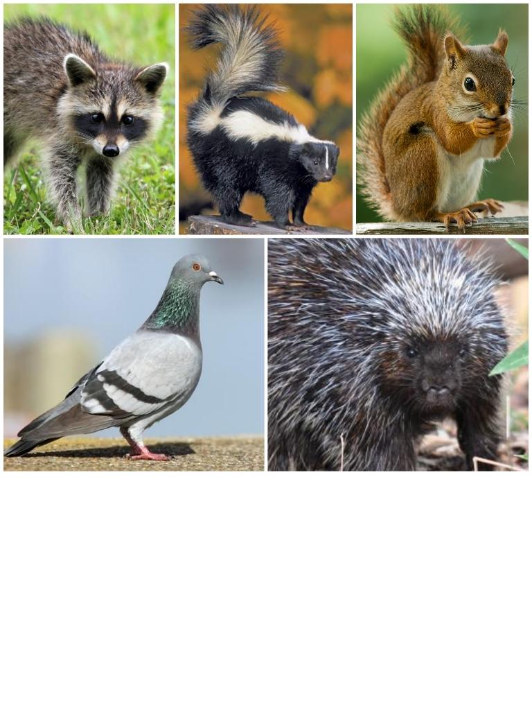 Lex Affordable Pest Control | 411 1717 60 St SE, Calgary, AB T2A 7Y7, Canada | Phone: (403) 466-1499