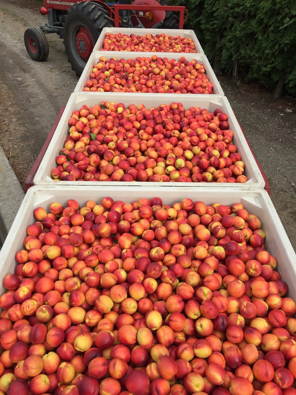 Pineview Orchards | 4198 Jordan Rd, Jordan Station, ON L0R 1S0, Canada | Phone: (289) 968-5068