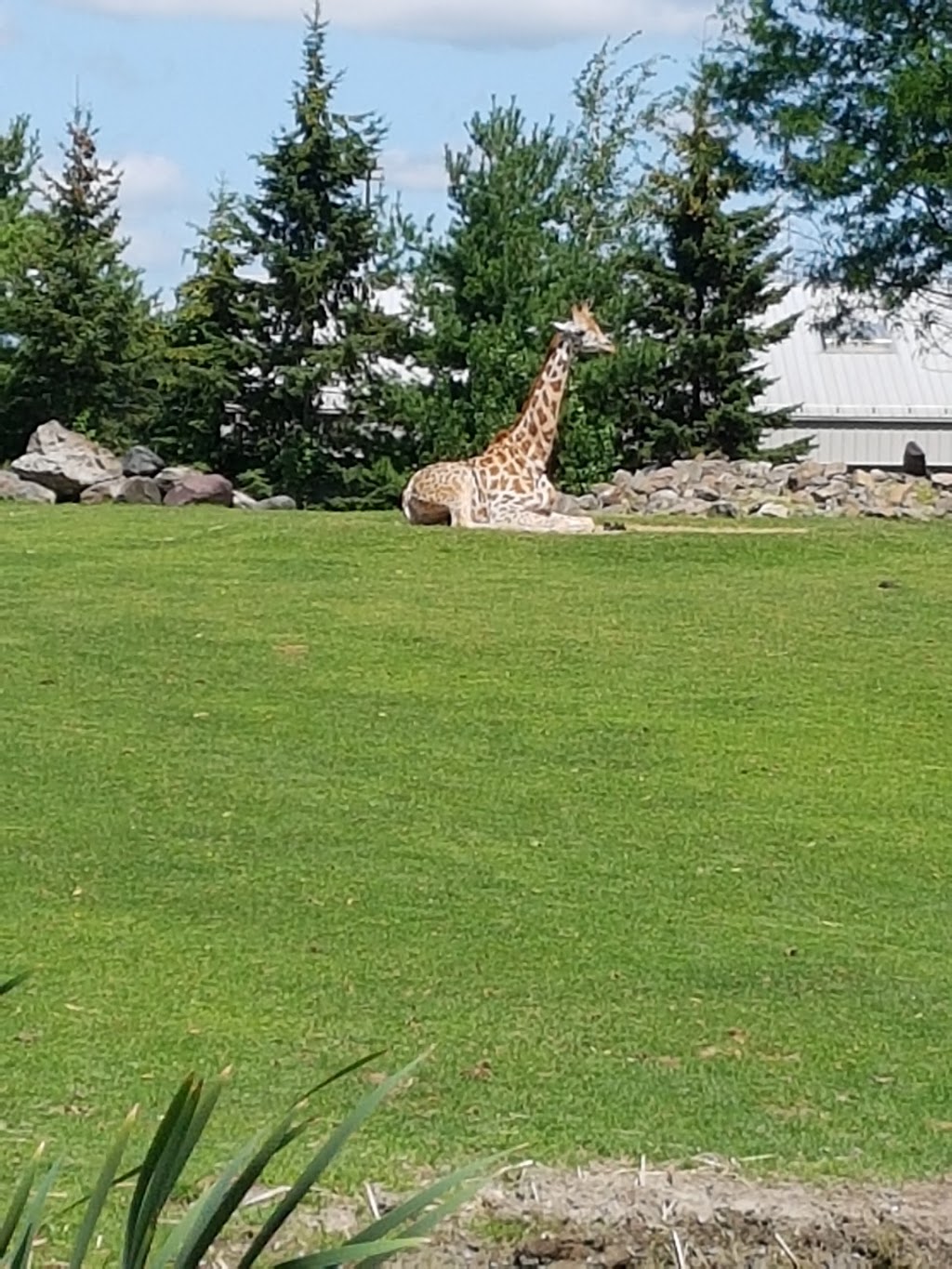 Parc Courtemanche | Rue Monty, Granby, QC J2G 1A2, Canada | Phone: (450) 776-8282