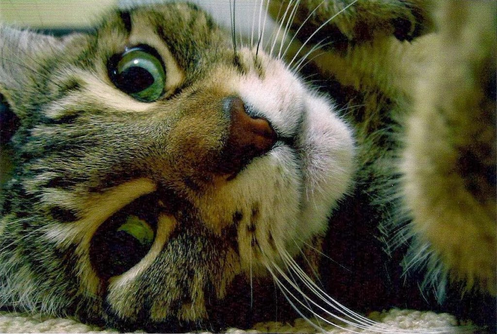 Steveston Veterinary Hospital | 7020 Francis Road, Suite 100, Richmond, BC V6Y 1A2, Canada | Phone: (604) 274-9938
