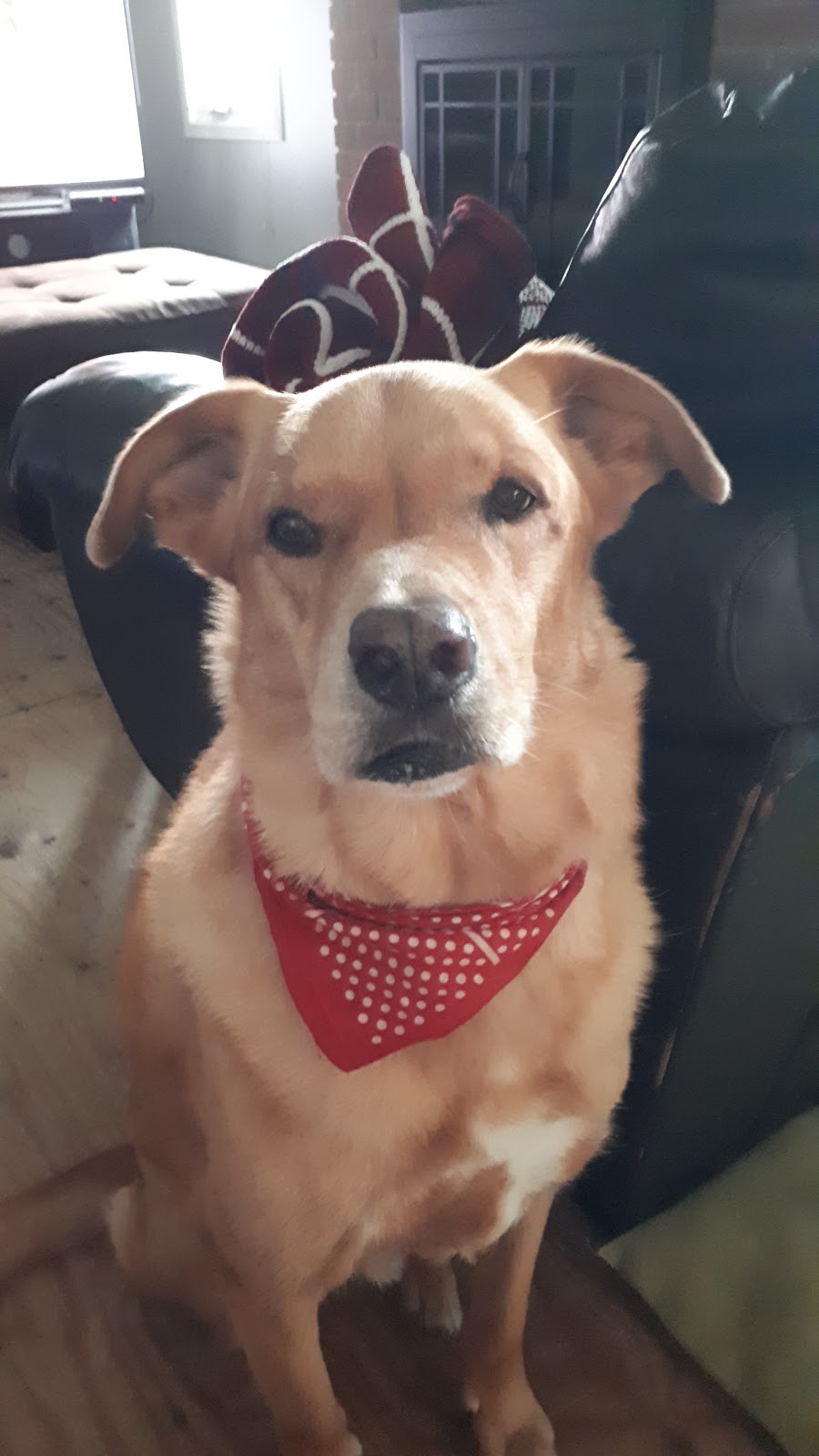 Willow Grove Animal Wellness Centre | 814973 Muir Rd N, Princeton, ON N0J 1V0, Canada | Phone: (519) 532-6388