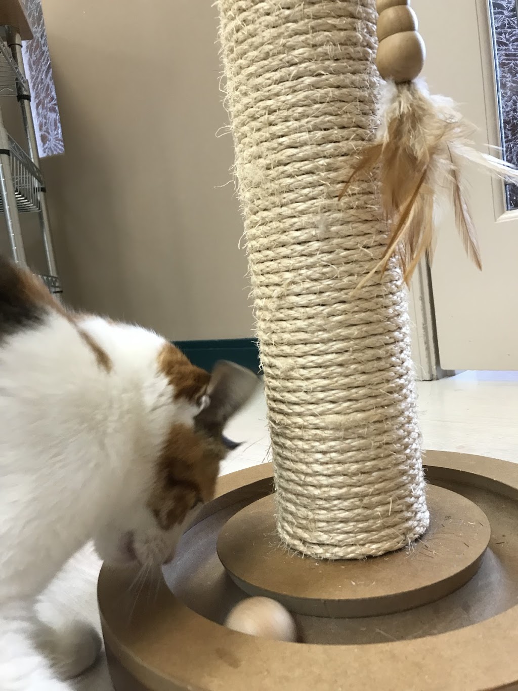 Cats At Home Feline Hospital | 17967 56 Ave #3, Surrey, BC V3S 1E2, Canada | Phone: (604) 574-8873
