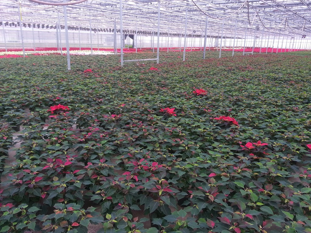 VW Home & Garden Center | 8210 Portal Way, Blaine, WA 98230, USA | Phone: (360) 366-3906