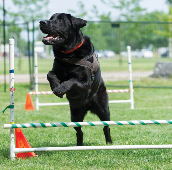 Mr Spot Dog Camp | 23 Country Club Dr, Kingston, ON K7M 9A4, Canada | Phone: (613) 530-7768
