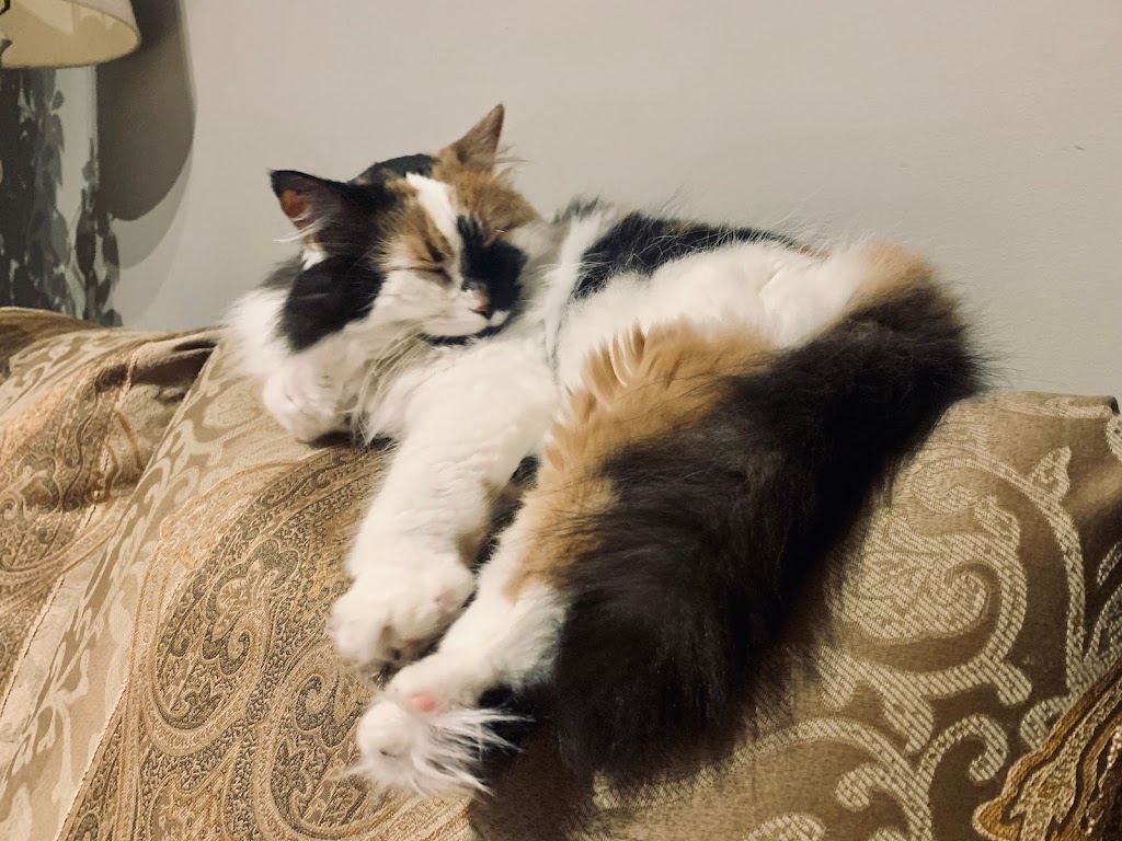 Best For Pets Services | 434 Joseph St, New Hamburg, ON N3A 1G3, Canada | Phone: (647) 521-5190