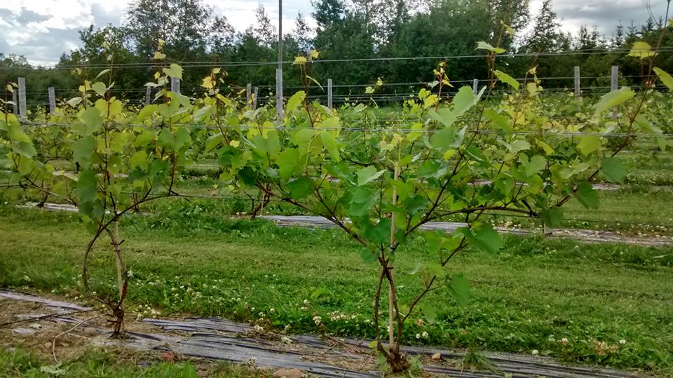 Domaine Small | 2603 Rue St Pierre, Sainte-Agathe-de-Lotbinière, QC G7A 1V7, Canada | Phone: (418) 254-7804