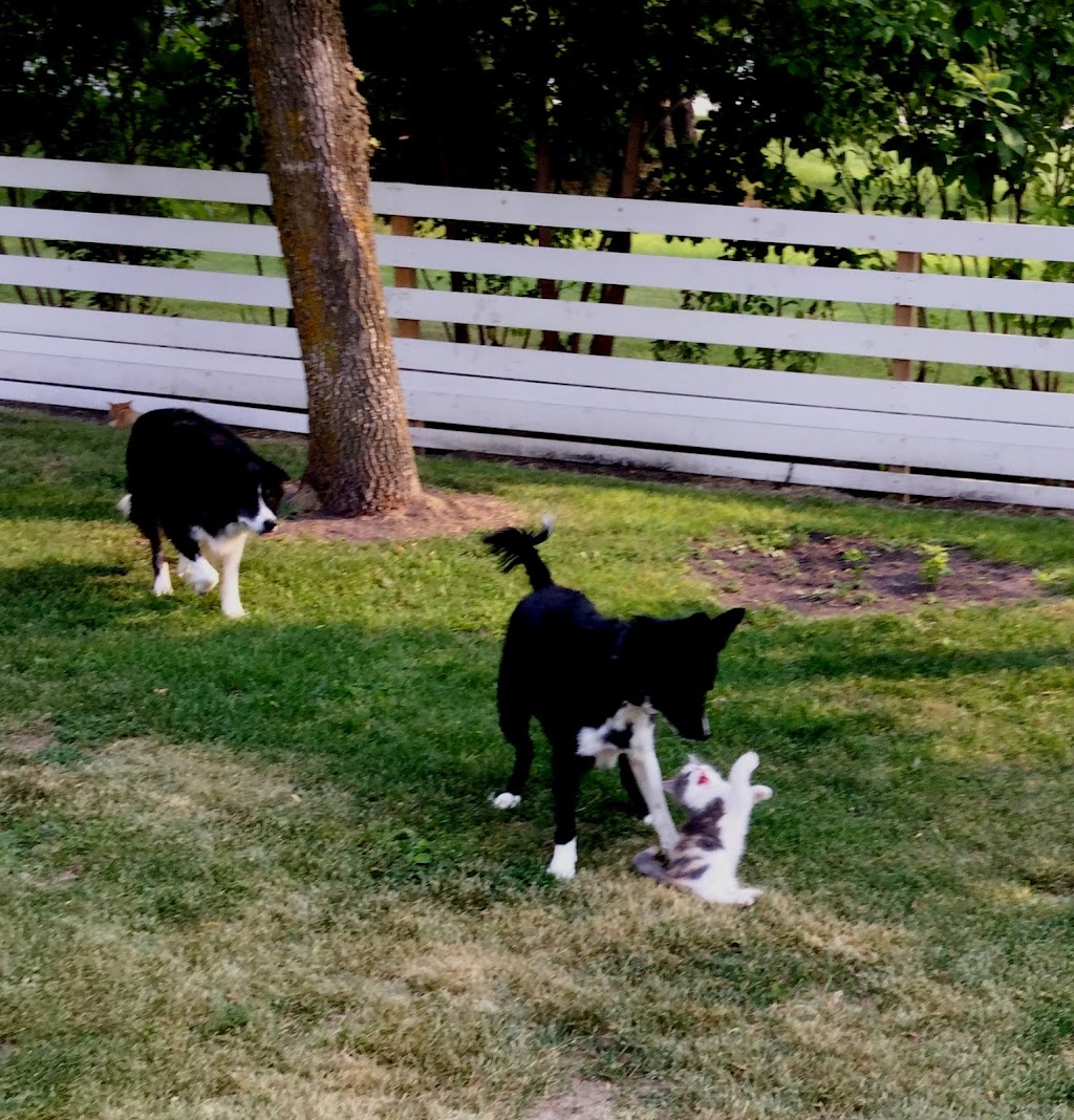 Wall 2 Wall Border Collies & Mini BorDoodles | Box 184, 250 Gimby St, Cartwright, MB R0K 0L0, Canada | Phone: (204) 529-2663